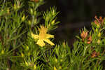 Apalachicola St. Johnswort